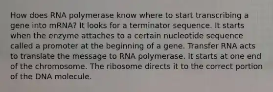 How does RNA polymerase know where to start transcribing a gene into mRNA? It looks for a terminator sequence. It starts when the enzyme attaches to a certain nucleotide sequence called a promoter at the beginning of a gene. Transfer RNA acts to translate the message to RNA polymerase. It starts at one end of the chromosome. The ribosome directs it to the correct portion of the DNA molecule.