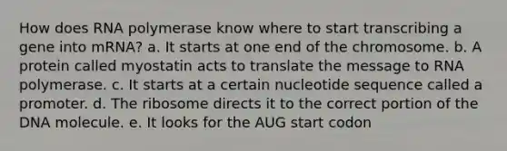 How does RNA polymerase know where to start transcribing a gene into mRNA? a. It starts at one end of the chromosome. b. A protein called myostatin acts to translate the message to RNA polymerase. c. It starts at a certain nucleotide sequence called a promoter. d. The ribosome directs it to the correct portion of the DNA molecule. e. It looks for the AUG start codon