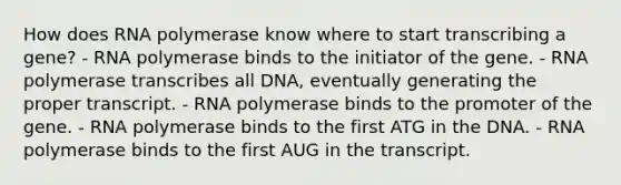 How does RNA polymerase know where to start transcribing a gene? - RNA polymerase binds to the initiator of the gene. - RNA polymerase transcribes all DNA, eventually generating the proper transcript. - RNA polymerase binds to the promoter of the gene. - RNA polymerase binds to the first ATG in the DNA. - RNA polymerase binds to the first AUG in the transcript.