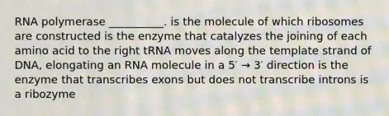 RNA polymerase __________. is the molecule of which ribosomes are constructed is the enzyme that catalyzes the joining of each amino acid to the right tRNA moves along the template strand of DNA, elongating an RNA molecule in a 5′ → 3′ direction is the enzyme that transcribes exons but does not transcribe introns is a ribozyme