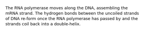 The RNA polymerase moves along the DNA, assembling the mRNA strand. The hydrogen bonds between the uncoiled strands of DNA re-form once the RNA polymerase has passed by and the strands coil back into a double-helix.