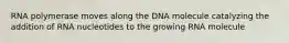 RNA polymerase moves along the DNA molecule catalyzing the addition of RNA nucleotides to the growing RNA molecule