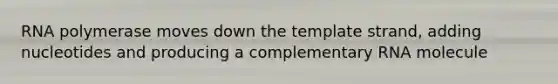 RNA polymerase moves down the template strand, adding nucleotides and producing a complementary RNA molecule