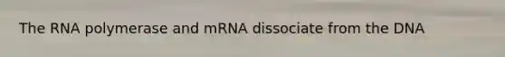 The RNA polymerase and mRNA dissociate from the DNA