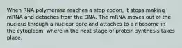 When RNA polymerase reaches a stop codon, it stops making mRNA and detaches from the DNA. The mRNA moves out of the nucleus through a nuclear pore and attaches to a ribosome in the cytoplasm, where in the next stage of protein synthesis takes place.