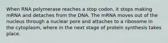 When RNA polymerase reaches a stop codon, it stops making mRNA and detaches from the DNA. The mRNA moves out of the nucleus through a nuclear pore and attaches to a ribosome in the cytoplasm, where in the next stage of protein synthesis takes place.