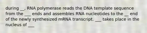 during __, RNA polymerase reads the DNA template sequence from the ___ ends and assembles RNA nucleotides to the __ end of the newly synthesized mRNA transcript. ___ takes place in the nucleus of ___