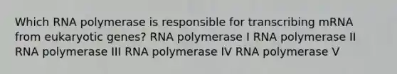 Which RNA polymerase is responsible for transcribing mRNA from eukaryotic genes? RNA polymerase I RNA polymerase II RNA polymerase III RNA polymerase IV RNA polymerase V