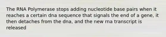 The RNA Polymerase stops adding nucleotide base pairs when it reaches a certain dna sequence that signals the end of a gene, it then detaches from the dna, and the new rna transcript is released