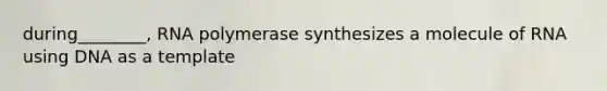 during________, RNA polymerase synthesizes a molecule of RNA using DNA as a template