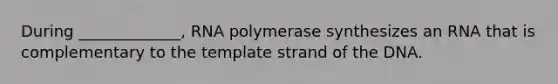 During _____________, RNA polymerase synthesizes an RNA that is complementary to the template strand of the DNA.