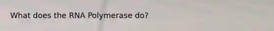 What does the RNA Polymerase do?