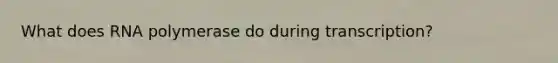 What does RNA polymerase do during transcription?