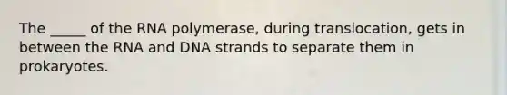 The _____ of the RNA polymerase, during translocation, gets in between the RNA and DNA strands to separate them in prokaryotes.