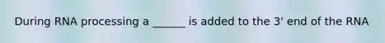 During RNA processing a ______ is added to the 3' end of the RNA