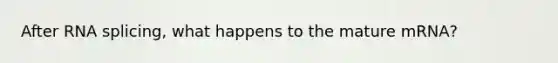 After RNA splicing, what happens to the mature mRNA?