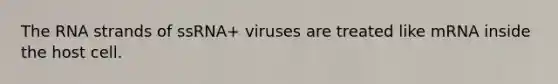 The RNA strands of ssRNA+ viruses are treated like mRNA inside the host cell.