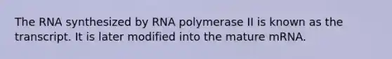 The RNA synthesized by RNA polymerase II is known as the transcript. It is later modified into the mature mRNA.