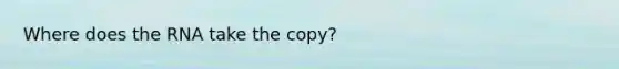 Where does the RNA take the copy?