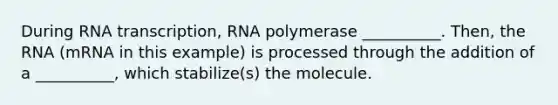 During RNA transcription, RNA polymerase __________. Then, the RNA (mRNA in this example) is processed through the addition of a __________, which stabilize(s) the molecule.