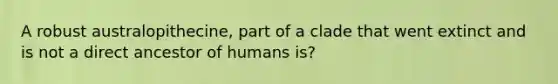 A robust australopithecine, part of a clade that went extinct and is not a direct ancestor of humans is?