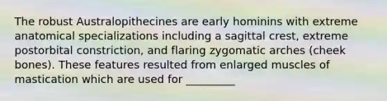 The robust Australopithecines are early hominins with extreme anatomical specializations including a sagittal crest, extreme postorbital constriction, and flaring zygomatic arches (cheek bones). These features resulted from enlarged muscles of mastication which are used for _________