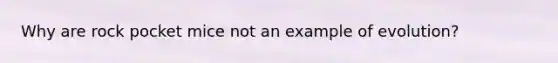 Why are rock pocket mice not an example of evolution?
