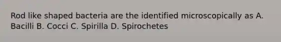 Rod like shaped bacteria are the identified microscopically as A. Bacilli B. Cocci C. Spirilla D. Spirochetes