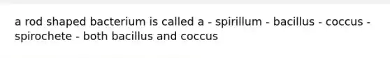 a rod shaped bacterium is called a - spirillum - bacillus - coccus - spirochete - both bacillus and coccus