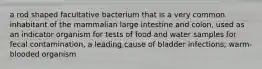 a rod shaped facultative bacterium that is a very common inhabitant of the mammalian large intestine and colon, used as an indicator organism for tests of food and water samples for fecal contamination, a leading cause of bladder infections; warm-blooded organism