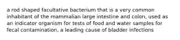 a rod shaped facultative bacterium that is a very common inhabitant of the mammalian large intestine and colon, used as an indicator organism for tests of food and water samples for fecal contamination, a leading cause of bladder infections