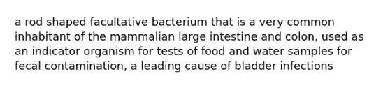 a rod shaped facultative bacterium that is a very common inhabitant of the mammalian large intestine and colon, used as an indicator organism for tests of food and water samples for fecal contamination, a leading cause of bladder infections