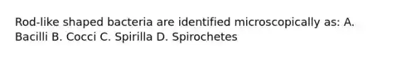 Rod-like shaped bacteria are identified microscopically as: A. Bacilli B. Cocci C. Spirilla D. Spirochetes