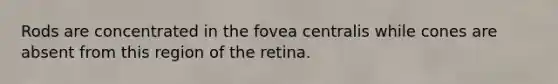 Rods are concentrated in the fovea centralis while cones are absent from this region of the retina.