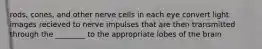 rods, cones, and other nerve cells in each eye convert light images recieved to nerve impulses that are then transmitted through the ________ to the appropriate lobes of the brain