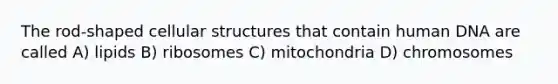 The rod-shaped cellular structures that contain human DNA are called A) lipids B) ribosomes C) mitochondria D) chromosomes