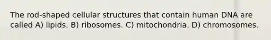 The rod-shaped cellular structures that contain human DNA are called A) lipids. B) ribosomes. C) mitochondria. D) chromosomes.