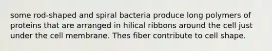 some rod-shaped and spiral bacteria produce long polymers of proteins that are arranged in hilical ribbons around the cell just under the cell membrane. Thes fiber contribute to cell shape.