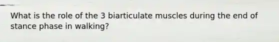 What is the role of the 3 biarticulate muscles during the end of stance phase in walking?