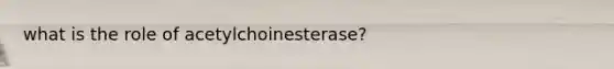 what is the role of acetylchoinesterase?