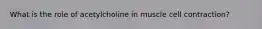 What is the role of acetylcholine in muscle cell contraction?
