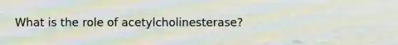What is the role of acetylcholinesterase?