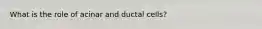 What is the role of acinar and ductal cells?