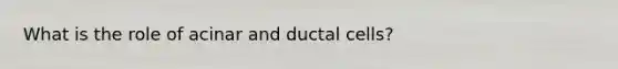 What is the role of acinar and ductal cells?