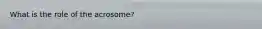 What is the role of the acrosome?