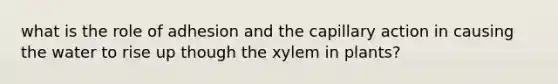 what is the role of adhesion and the capillary action in causing the water to rise up though the xylem in plants?