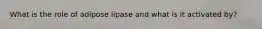 What is the role of adipose lipase and what is it activated by?