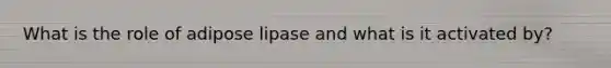 What is the role of adipose lipase and what is it activated by?