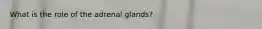 What is the role of the adrenal glands?