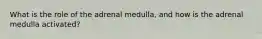 What is the role of the adrenal medulla, and how is the adrenal medulla activated?